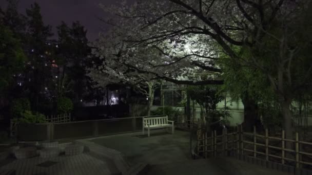 Tokio Flor Cerezo Vista Nocturna 2022 — Vídeo de stock