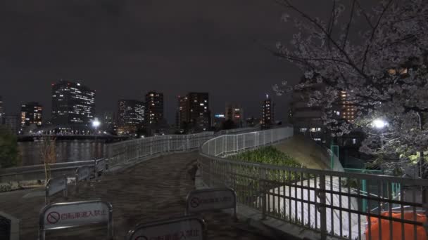 Tokio Flor Cerezo Vista Nocturna 2022 — Vídeo de stock