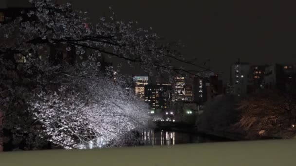 Tokio Kirschblüte Nachtsicht 2022 — Stockvideo