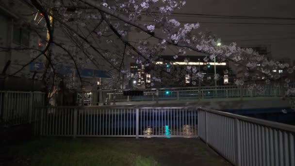 Tokió Cseresznyevirág Éjszakai Nézet 2022 — Stock videók