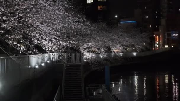 Tokio Kersenbloesem Nachtzicht 2022 — Stockvideo