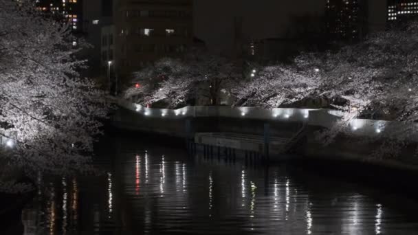 Tokyo Cherry Blossom Noční Pohled 2022 — Stock video