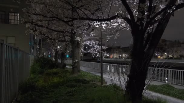 Tokyo Kiraz Çiçeği Gece Görüşü 2022 — Stok video