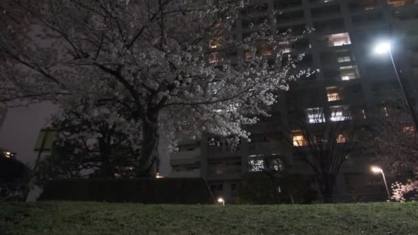 Tokio Kwiat Wiśni Widok Nocy 2022 — Wideo stockowe
