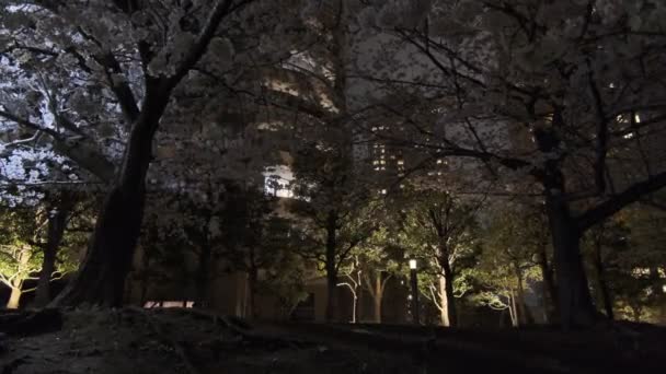 Tokyo Körsbärsblomma Nattutsikt 2022 — Stockvideo
