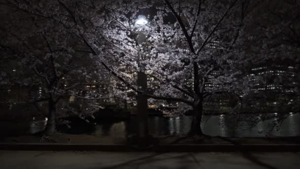 Tokio Flor Cerezo Vista Nocturna 2022 — Vídeo de stock