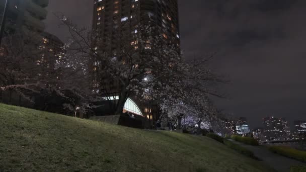 Tokio Flor Cerezo Vista Nocturna 2022 — Vídeo de stock