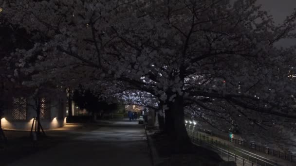 Tokyo Körsbärsblomma Nattutsikt 2022 — Stockvideo