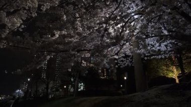 Tokyo Kiraz Çiçeği Gece Görüşü 2022