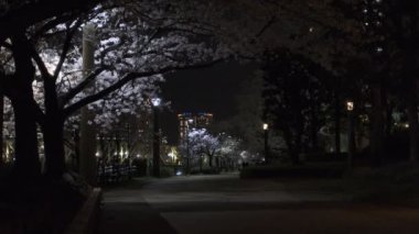 Tokyo Kiraz Çiçeği Gece Görüşü 2022