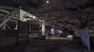 Tokyo Kiraz Çiçeği Gece Görüşü 2022