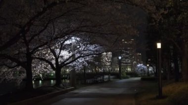 Tokyo Kiraz Çiçeği Gece Görüşü 2022