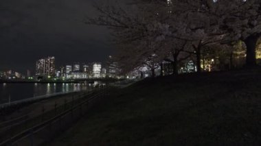 Tokyo Kiraz Çiçeği Gece Görüşü 2022