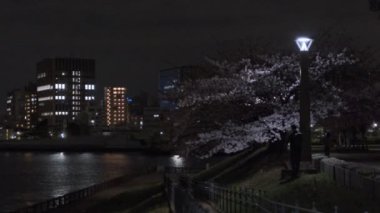 Tokyo Kiraz Çiçeği Gece Görüşü 2022