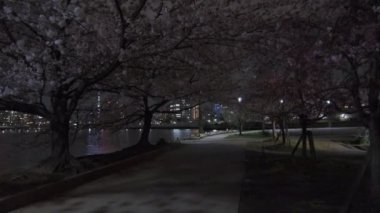 Tokyo Kiraz Çiçeği Gece Görüşü 2022