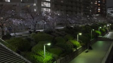 Tokyo Kiraz Çiçeği Gece Görüşü 2022