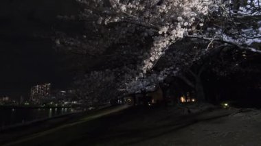 Tokyo Kiraz Çiçeği Gece Görüşü 2022