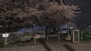 Tokyo Kiraz Çiçeği Gece Görüşü 2022
