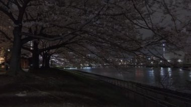 Tokyo Kiraz Çiçeği Gece Görüşü 2022