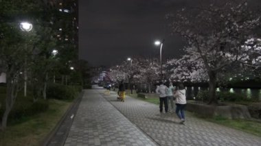 Tokyo Kiraz Çiçeği Gece Görüşü 2022