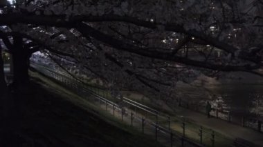 Tokyo Kiraz Çiçeği Gece Görüşü 2022