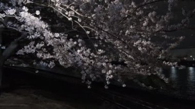 Tokyo Kiraz Çiçeği Gece Görüşü 2022
