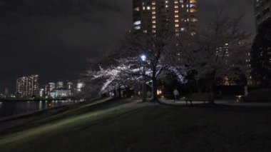 Tokyo Kiraz Çiçeği Gece Görüşü 2022