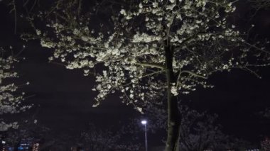 Tokyo Kiraz Çiçeği Gece Görüşü 2022
