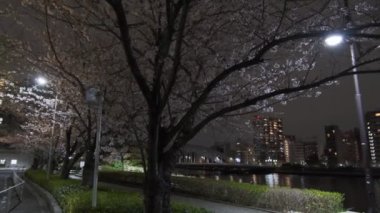 Tokyo Kiraz Çiçeği Gece Görüşü 2022