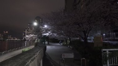 Tokyo Kiraz Çiçeği Gece Görüşü 2022