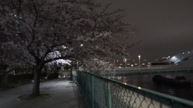 Tokyo Kiraz Çiçeği Gece Görüşü 2022