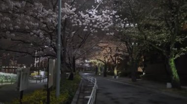 Tokyo Kiraz Çiçeği Gece Görüşü 2022