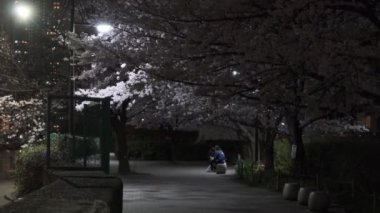 Tokyo Kiraz Çiçeği Gece Görüşü 2022
