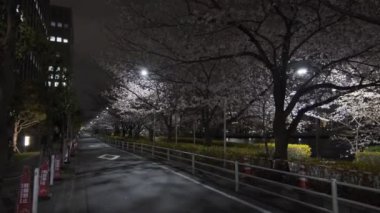 Tokyo Kiraz Çiçeği Gece Görüşü 2022