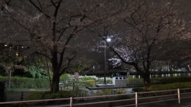 Tokyo Kiraz Çiçeği Gece Görüşü 2022