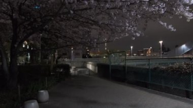 Tokyo Kiraz Çiçeği Gece Görüşü 2022