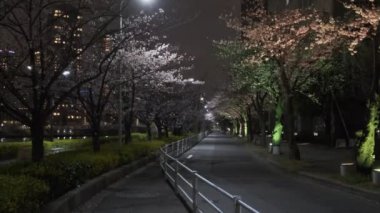 Tokyo Kiraz Çiçeği Gece Görüşü 2022