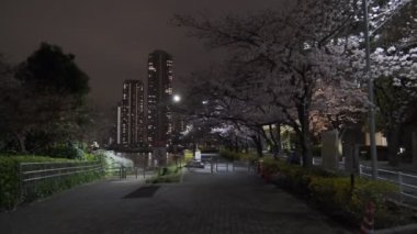 Tokyo Kiraz Çiçeği Gece Görüşü 2022