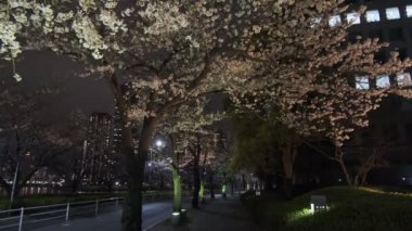 Tokyo Kiraz Çiçeği Gece Görüşü 2022