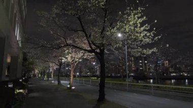Tokyo Kiraz Çiçeği Gece Görüşü 2022