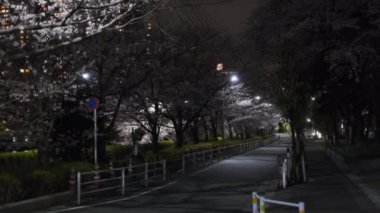 Tokyo Kiraz Çiçeği Gece Görüşü 2022