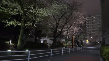 Tokyo Kiraz Çiçeği Gece Görüşü 2022