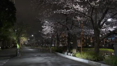 Tokyo Kiraz Çiçeği Gece Görüşü 2022
