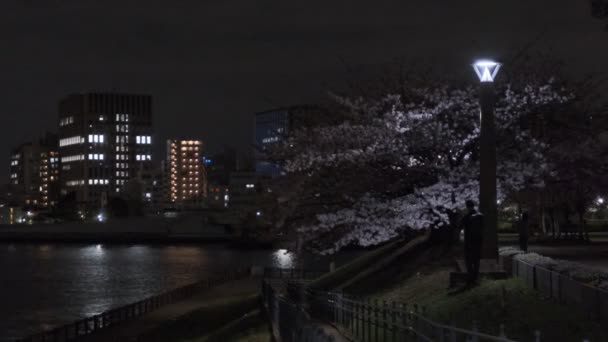 Tokyo Körsbärsblomma Nattutsikt 2022 — Stockvideo