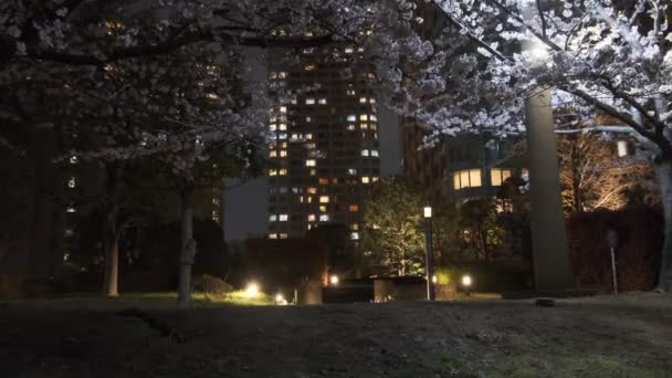 Tokyo Cherry Blossom Night View 2022 — Stock Video