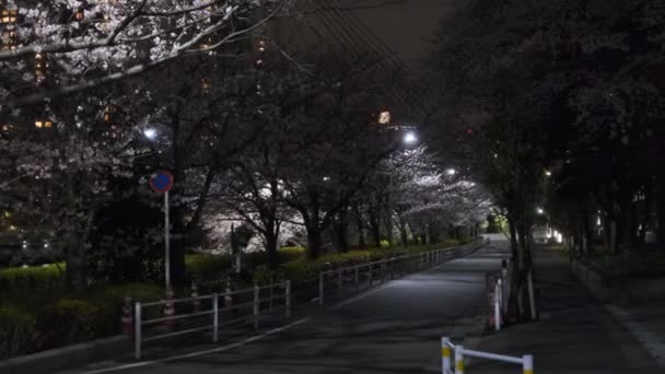 Tokyo Cherry Blossom Night View 2022 — Stock Video
