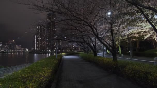 Tokyo Fiore Ciliegio Vista Notturna 2022 — Video Stock