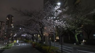 Tokyo Kiraz Çiçeği Gece Görüşü 2022