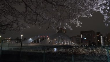 Tokyo Kiraz Çiçeği Gece Görüşü 2022