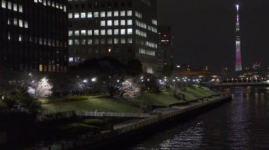 Tokyo Kiraz Çiçeği Gece Görüşü 2022